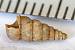 Cochlostoma sp.  - Bernard Nogues