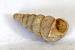 Cochlostoma sp.  - Bernard Nogues