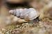 Cochlostoma sp.  - Bernard Nogues