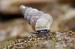 Cochlostoma sp.  - Bernard Nogues
