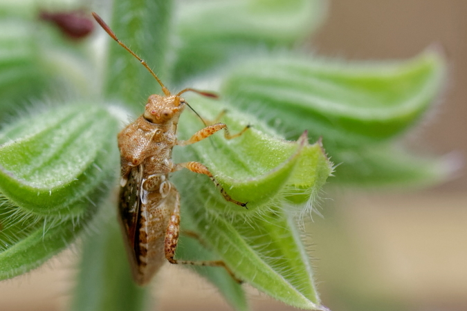 Rhopalus subrufus  - Bernard Nogues