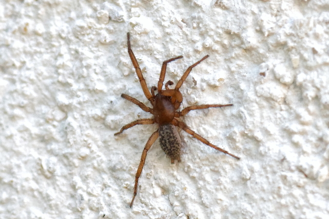 Gnaphosa alacris  - Bernard Nogues