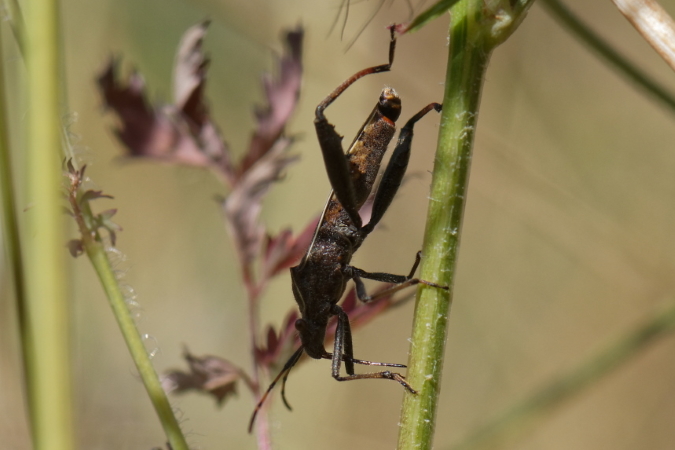 Camptopus lateralis  - Bernard Nogues