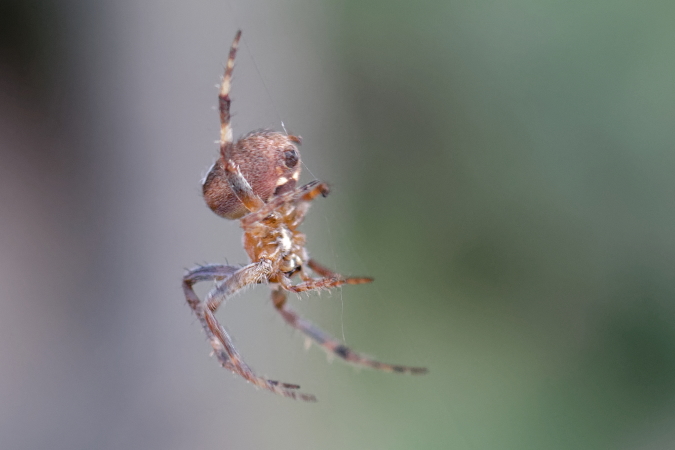 Neoscona subfusca  - Bernard Nogues