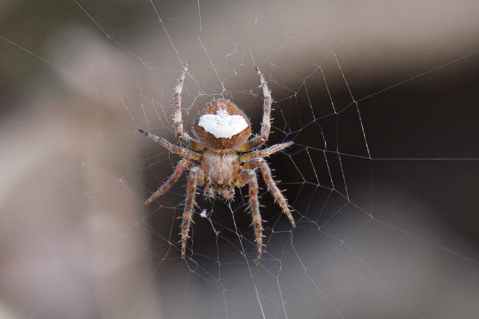 Neoscona subfusca  - Bernard Nogues