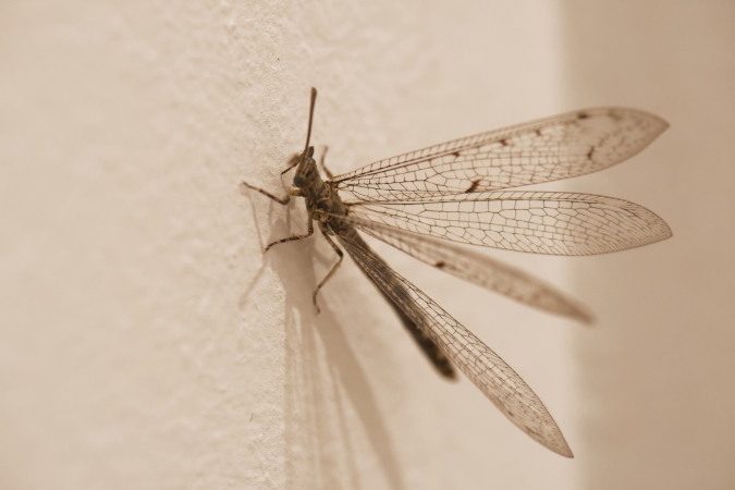 Neuroleon egenus  - Bernard Nogues
