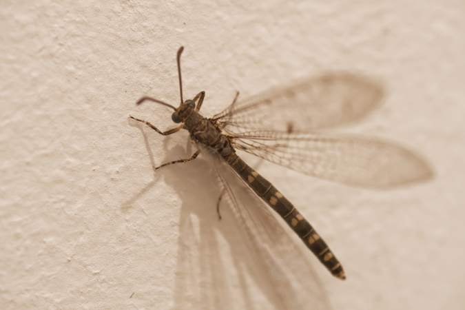 Neuroleon egenus  - Bernard Nogues
