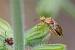 Rhopalus subrufus  - Bernard Nogues