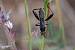 Camptopus lateralis  - Bernard Nogues