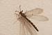 Neuroleon egenus  - Bernard Nogues