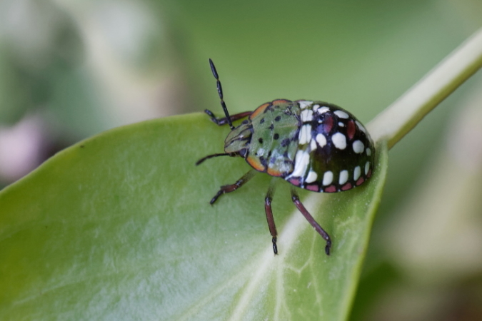 Nezara viridula  - Bernard Nogues