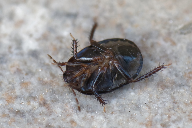 Macroscytus brunneus  - Bernard Nogues