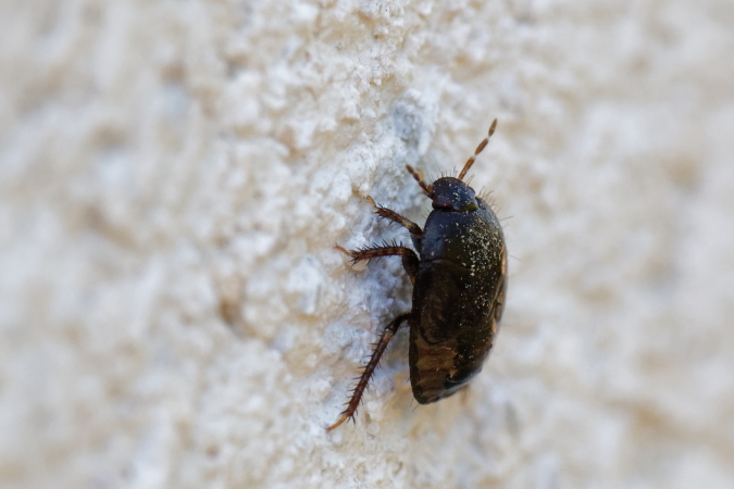 Macroscytus brunneus  - Bernard Nogues