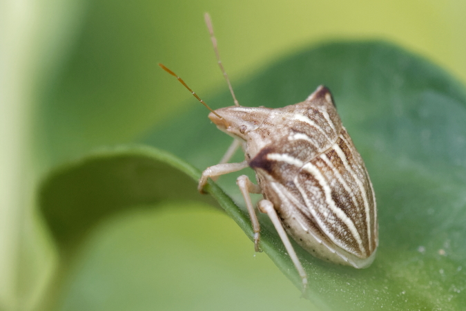 Ancyrosoma leucogrammes  - Bernard Nogues