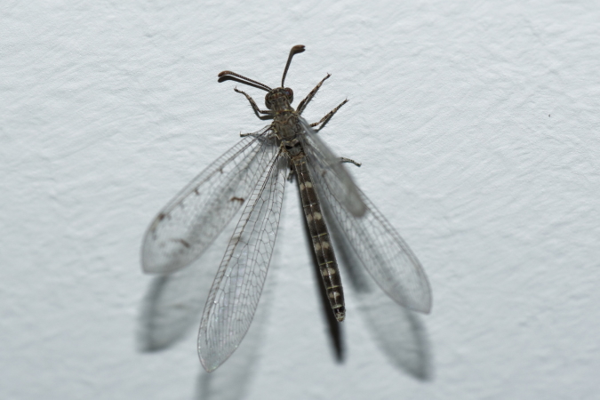 Neuroleon egenus  - Bernard Nogues
