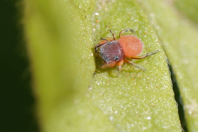 Ballus rufipes  - Bernard Nogues