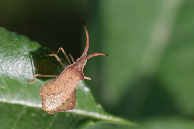 Syromastus rhombeus  - Bernard Nogues