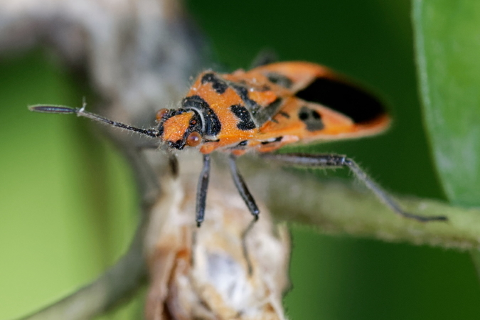 Corizus hyoscyami hyoscyami  - Bernard Nogues