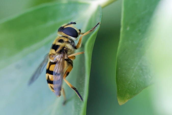 Myathropa florea  - Bernard Nogues
