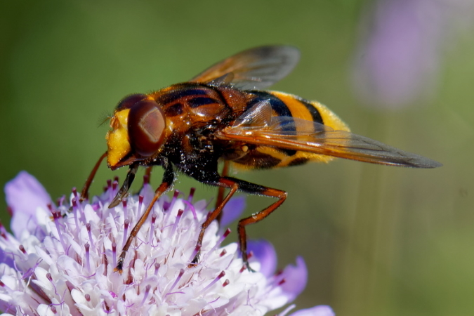 Volucella zonaria  - Bernard Nogues