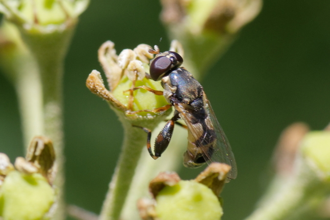 Syritta pipiens  - Bernard Nogues