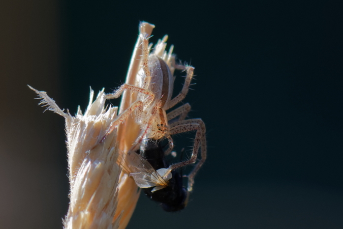 Micrommata ligurina  - Bernard Nogues