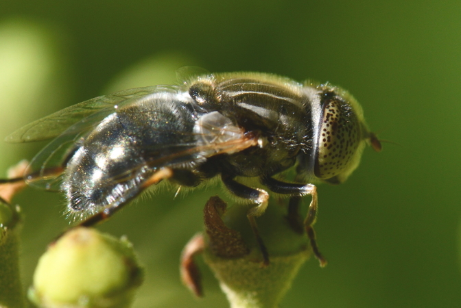 Eristalinus aeneus  - Bernard Nogues