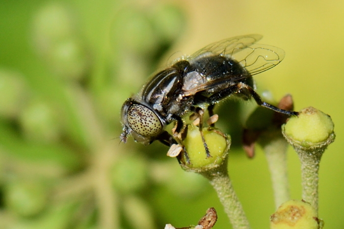 Eristalinus aeneus  - Bernard Nogues