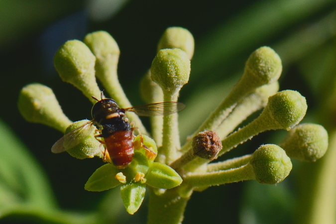 Paragus sp.  - Bernard Nogues