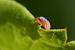 Ballus rufipes  - Bernard Nogues