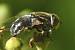 Eristalinus aeneus  - Bernard Nogues