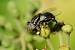 Eristalinus aeneus  - Bernard Nogues