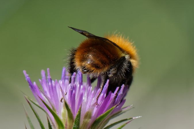 Bombus pascuorum  - Bernard Nogues