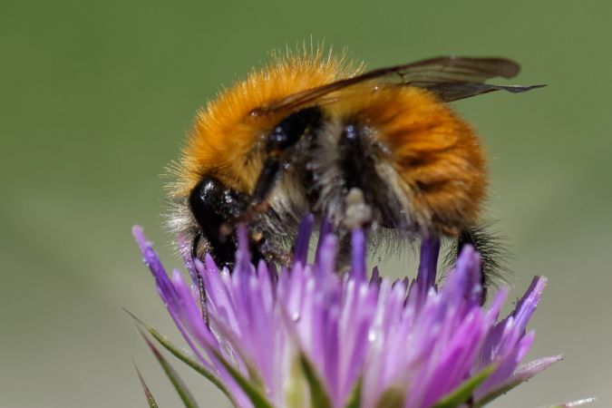 Bombus pascuorum  - Bernard Nogues