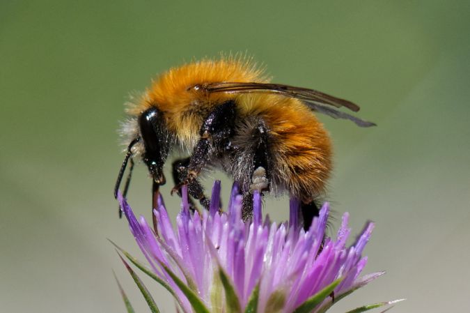Bombus pascuorum  - Bernard Nogues