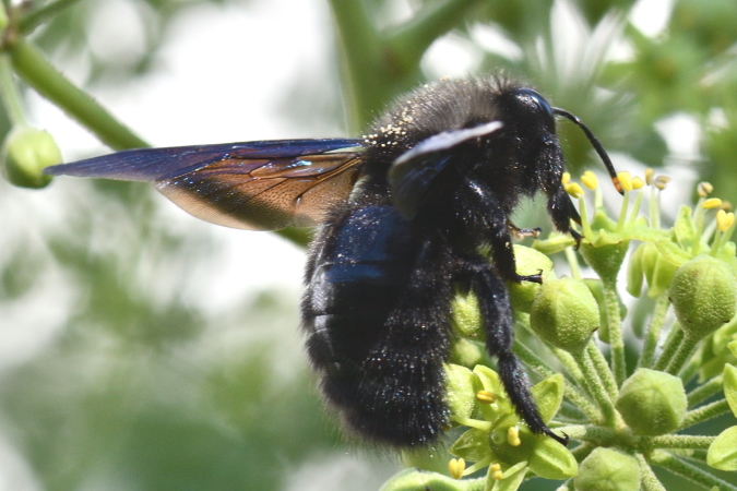 Xylocopa violacea  - Bernard Nogues