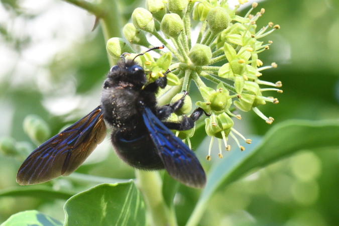 Xylocopa violacea  - Bernard Nogues