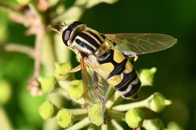Helophilus trivittatus  - Bernard Nogues