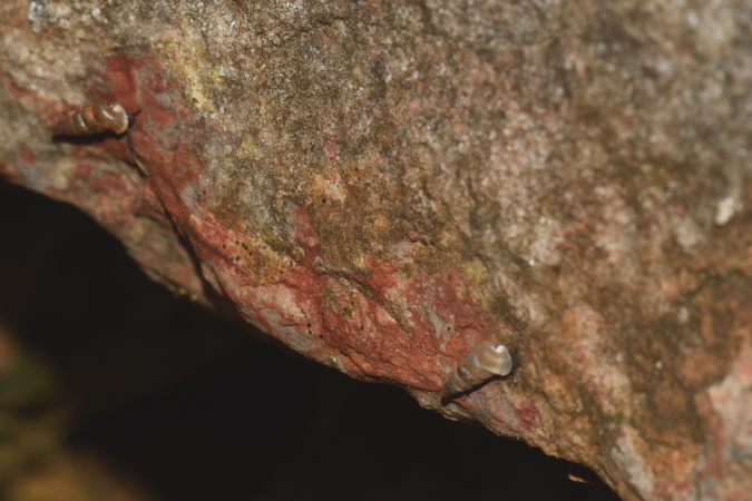 Cochlostoma sp.  - Bernard Nogues