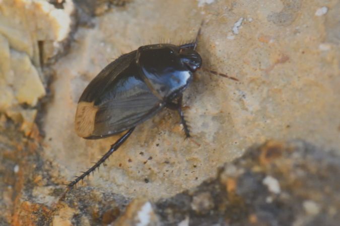Macroscytus brunneus  - Bernard Nogues
