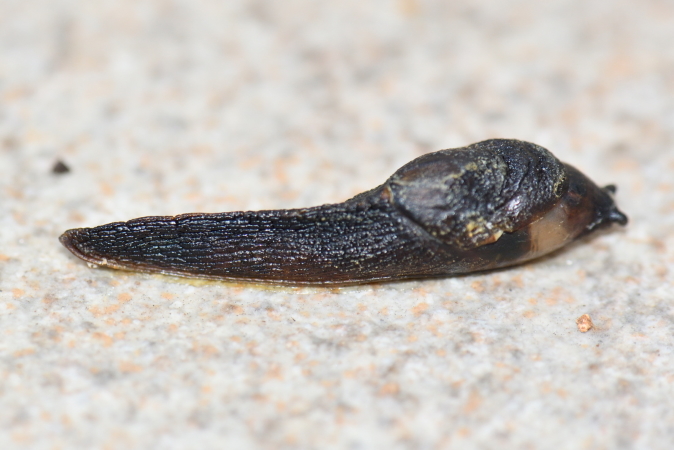 Arion sp.  - Bernard Nogues