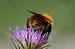 Bombus pascuorum  - Bernard Nogues