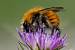 Bombus pascuorum  - Bernard Nogues