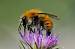 Bombus pascuorum  - Bernard Nogues