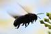 Xylocopa violacea  - Bernard Nogues