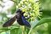 Xylocopa violacea  - Bernard Nogues