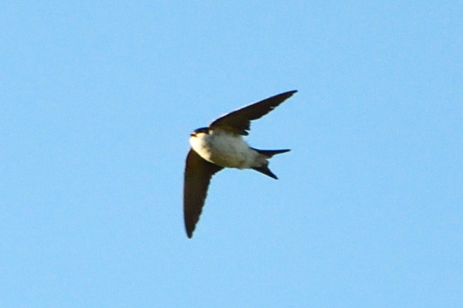 Hirondelle de fenêtre  - Bernard Nogues