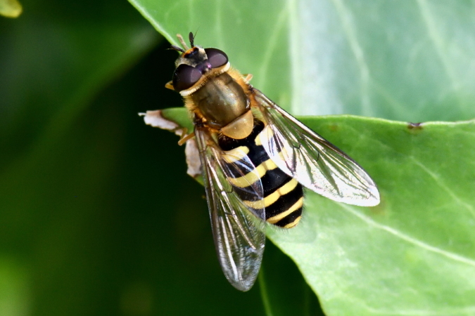 Syrphus torvus  - Bernard Nogues