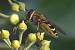 Syrphus torvus  - Bernard Nogues
