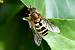 Syrphus torvus  - Bernard Nogues
